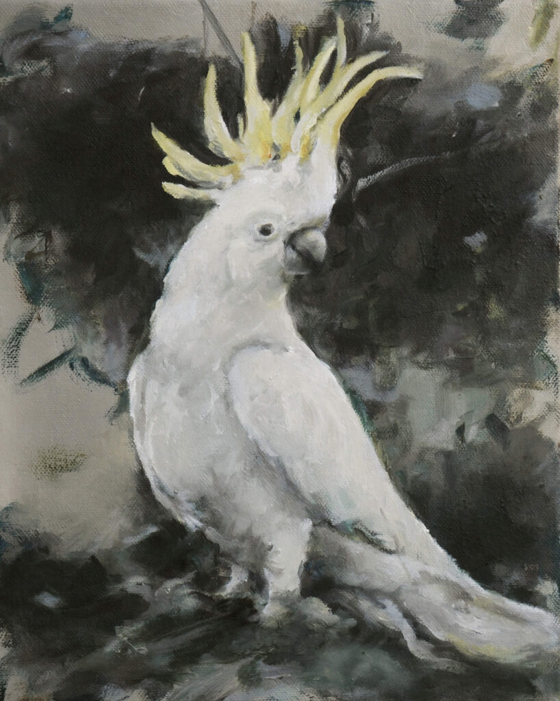 Kakadu,5.2026,40x32cm